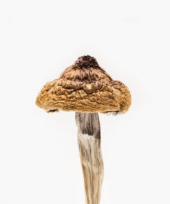 B+ magic mushroom